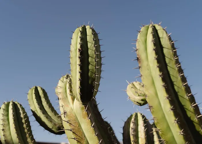 아파트 Canaryislandshost I Esencia *