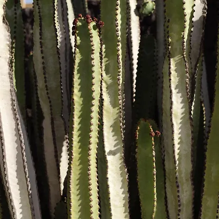 Canaryislandshost I Esencia Фамара
