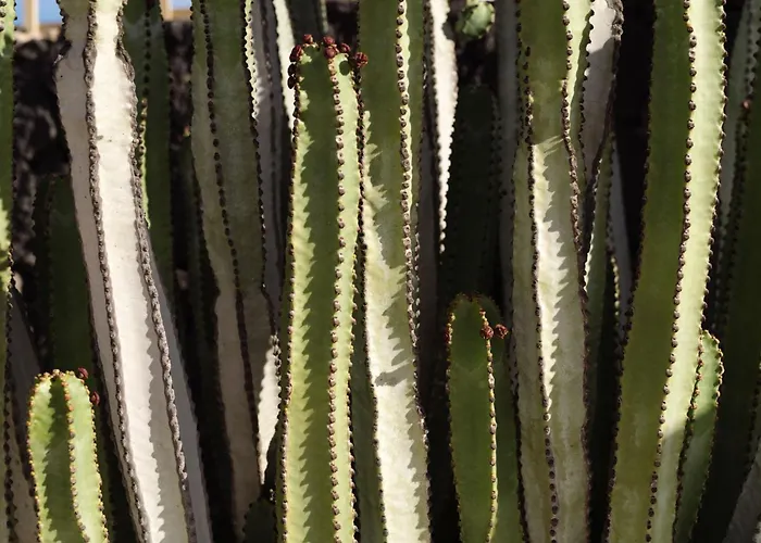 Canaryislandshost I Esencia Famara